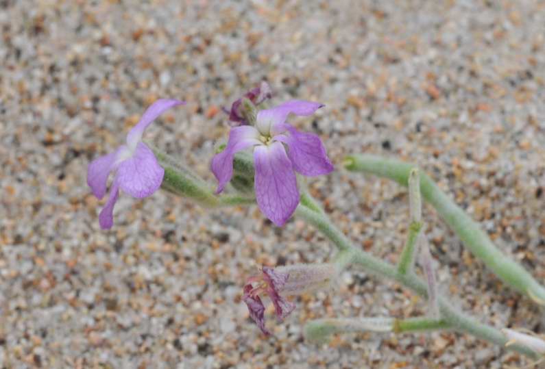 Matthiola sinuata e Matthiola tricuspidata